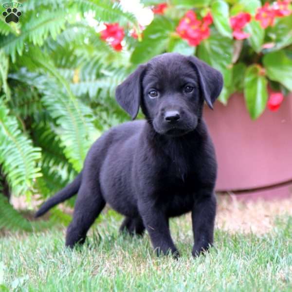 Mitzy, Labrador Mix Puppy