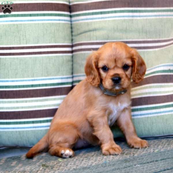 Mitzy, Cavalier King Charles Spaniel Puppy