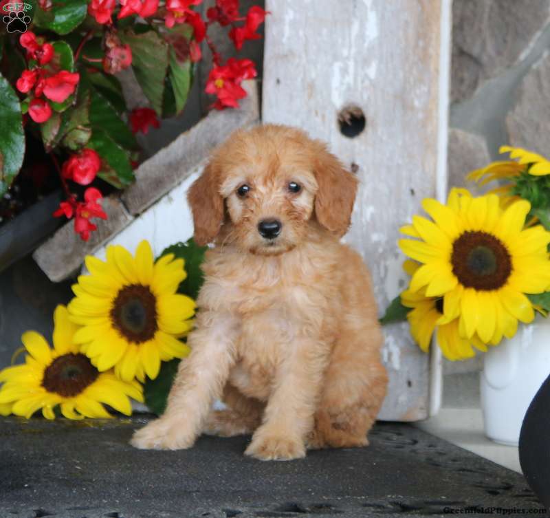 Mitzy - Mini Goldendoodle Puppy For Sale in Pennsylvania