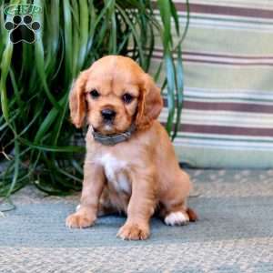 Mitzy, Cavalier King Charles Spaniel Puppy