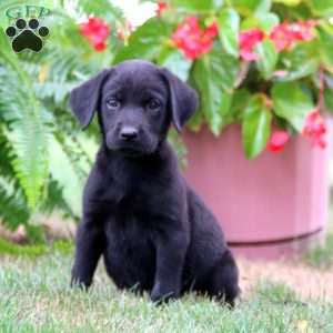 Mitzy, Labrador Mix Puppy