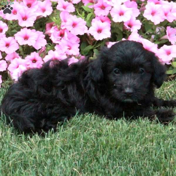 Moby, Toy Poodle Mix Puppy