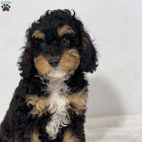 Moby, Cavapoo Puppy