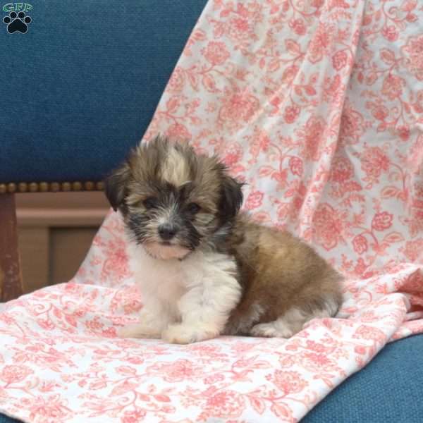 Mocha, Havanese Puppy