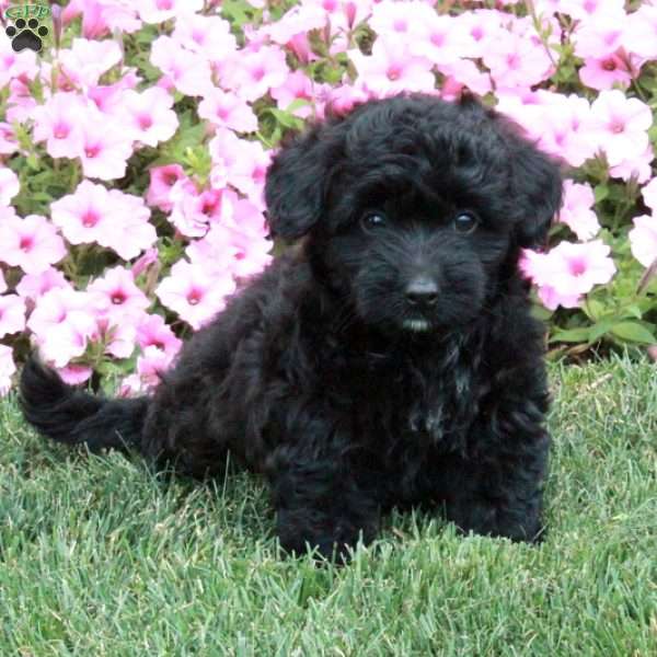 Moe, Toy Poodle Mix Puppy