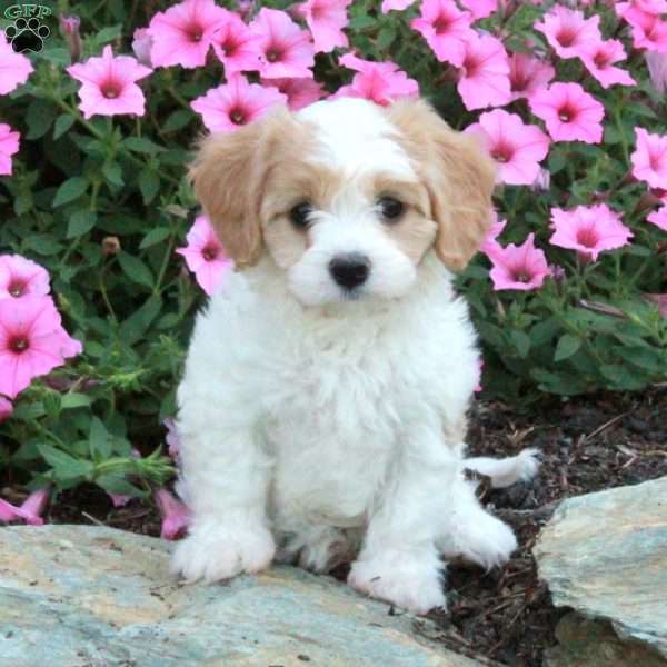 Moira, Cavalier King Charles Mix Puppy