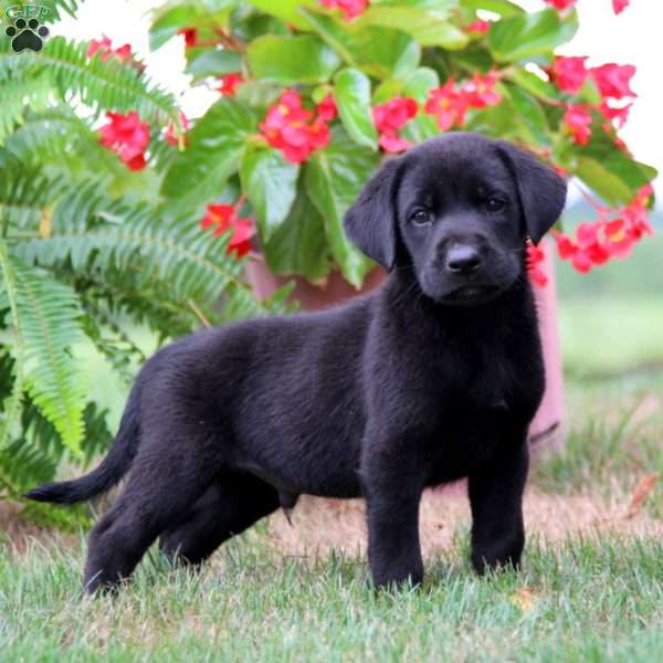 Mojo, Labrador Mix Puppy