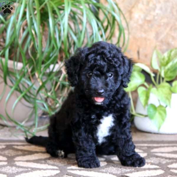 Mojo, Mini Labradoodle Puppy