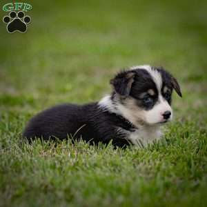 Molly, Pembroke Welsh Corgi Puppy