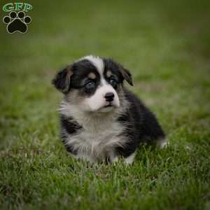 Molly, Pembroke Welsh Corgi Puppy