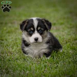 Molly, Pembroke Welsh Corgi Puppy