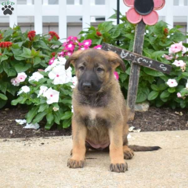 Molly, German Shepherd Puppy