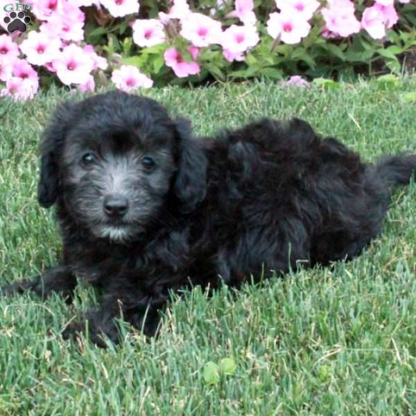 Molly, Toy Poodle Mix Puppy