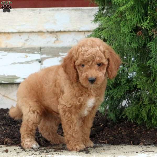 Molly, Mini Goldendoodle Puppy