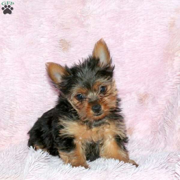 Molly, Yorkie Puppy