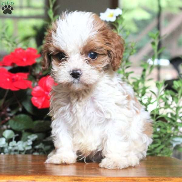 Molly, Cavapoo Puppy