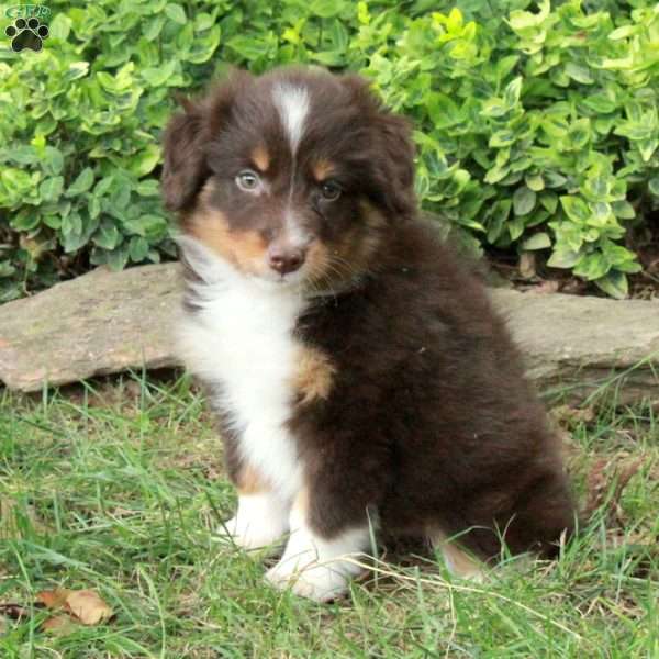 Molly, Australian Shepherd Puppy