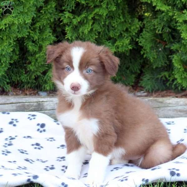 Molly, Border Collie Puppy