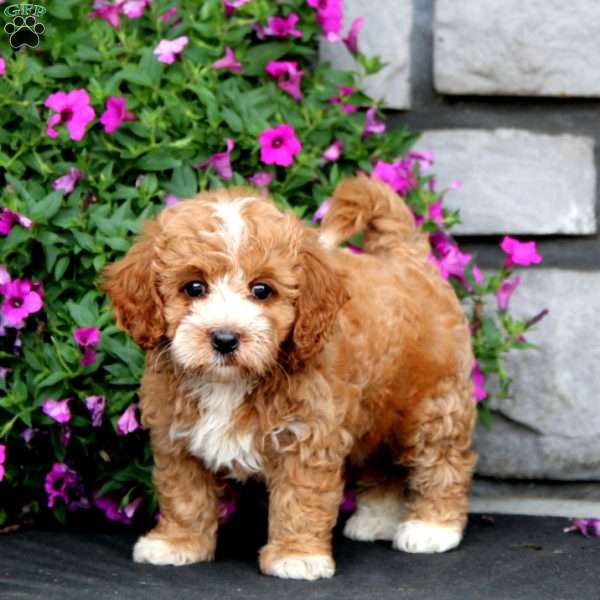 Molly, Cockapoo Puppy