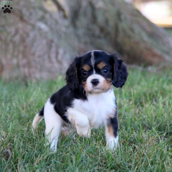 Monica, Cavalier King Charles Spaniel Puppy