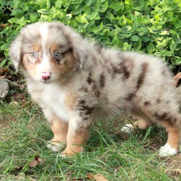 Monroe, Australian Shepherd Puppy