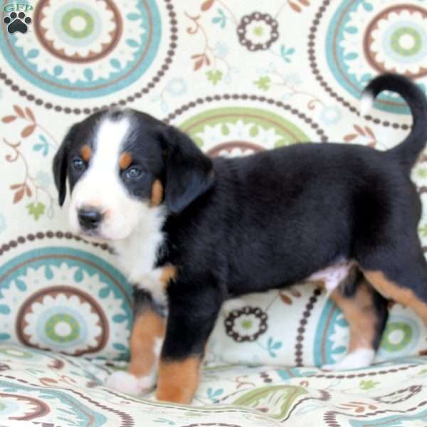 Monster, Greater Swiss Mountain Dog Puppy