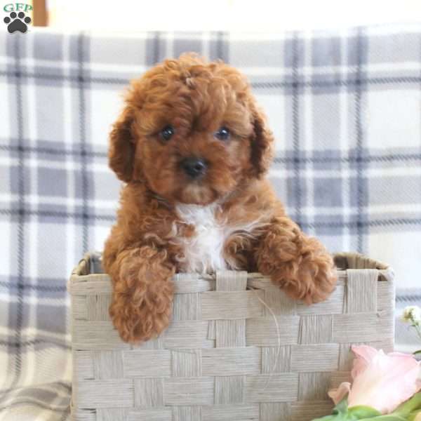 Monte, Cavapoo Puppy