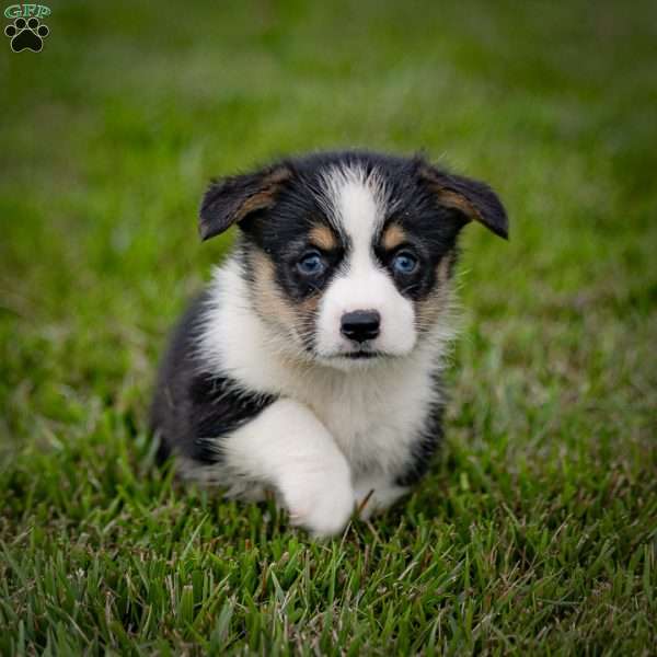 Monty, Pembroke Welsh Corgi Puppy