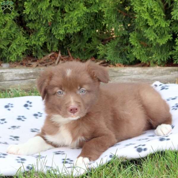 Monty, Border Collie Puppy