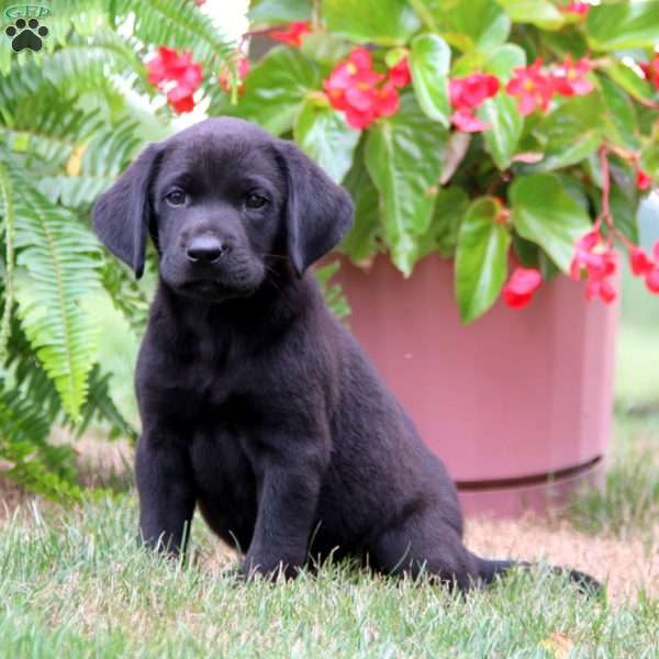 Monty, Labrador Mix Puppy