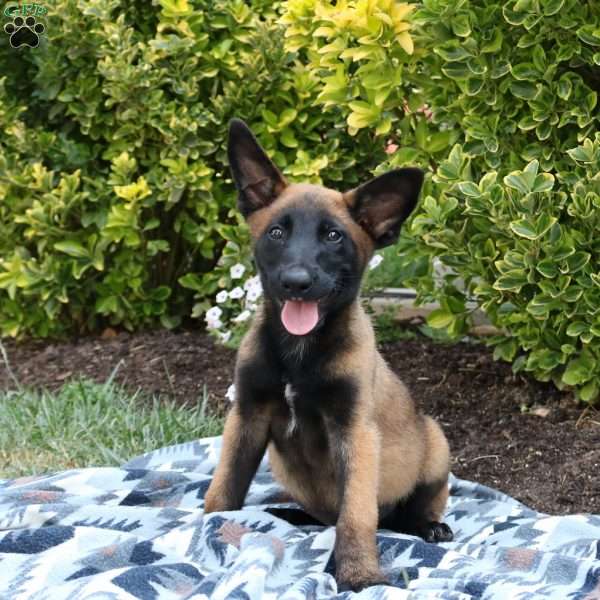 Monty, Belgian Malinois Puppy