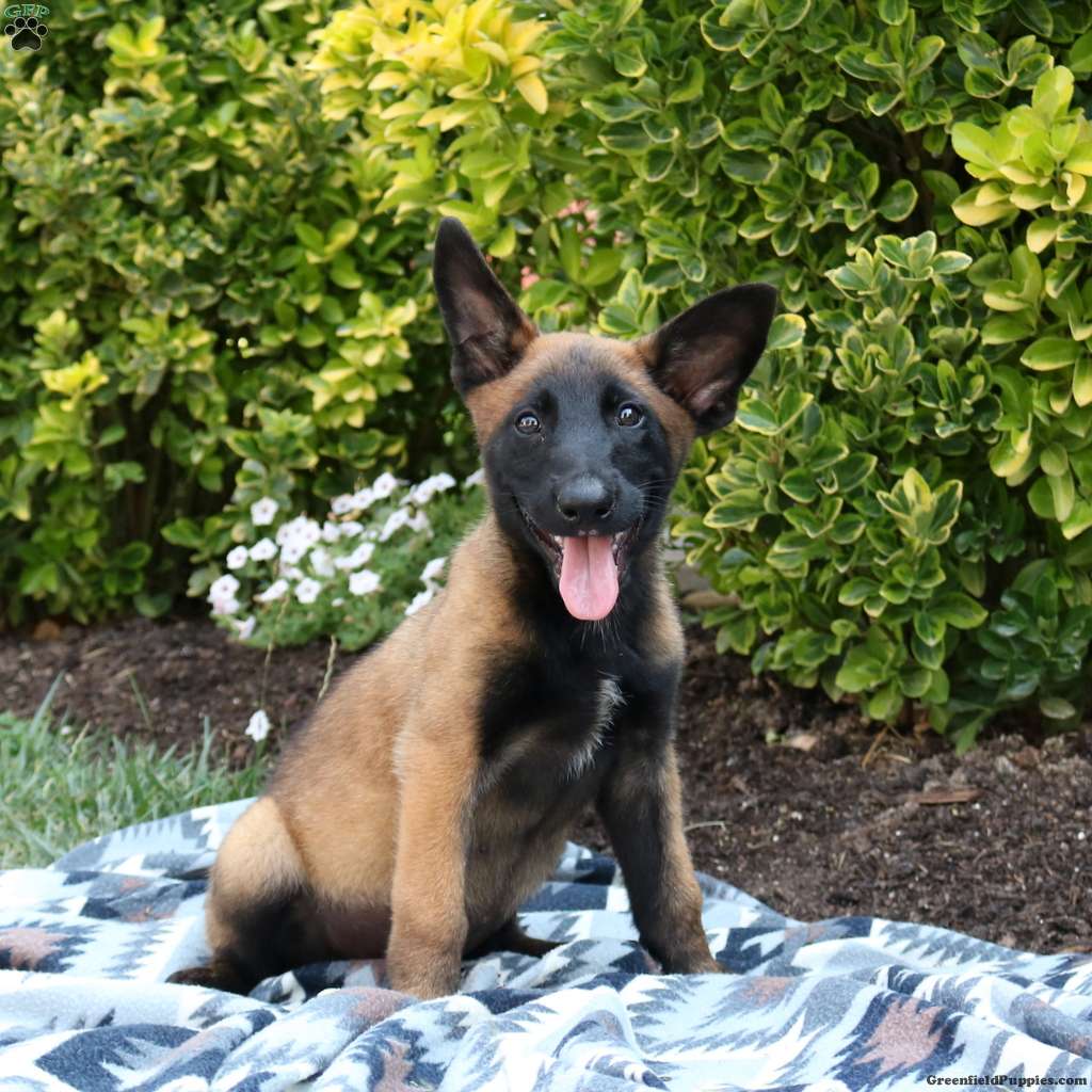 Monty - Belgian Malinois Puppy For Sale in Pennsylvania