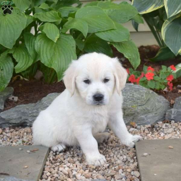 Moose, English Cream Golden Retriever Puppy