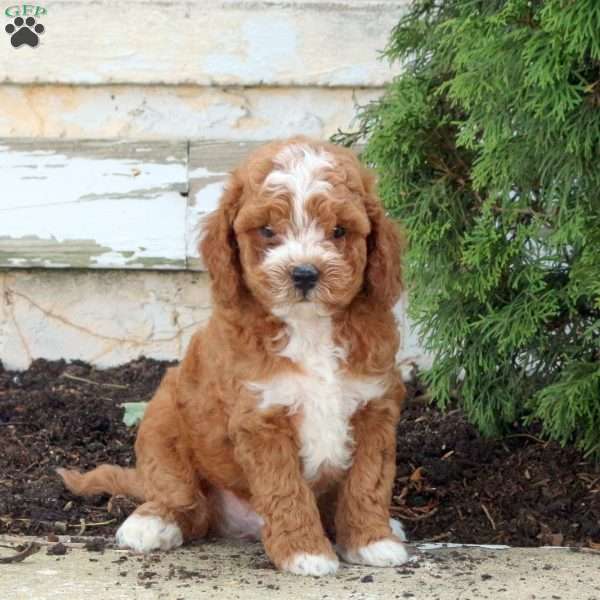 Moose, Mini Goldendoodle Puppy