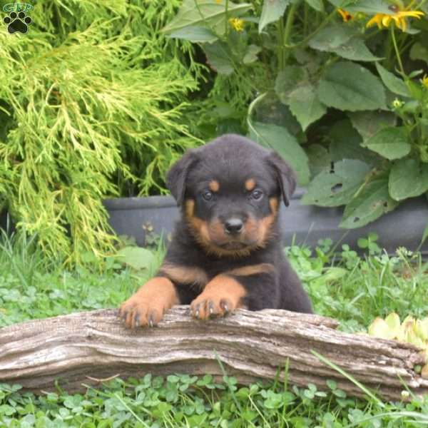 Moose, Rottweiler Puppy