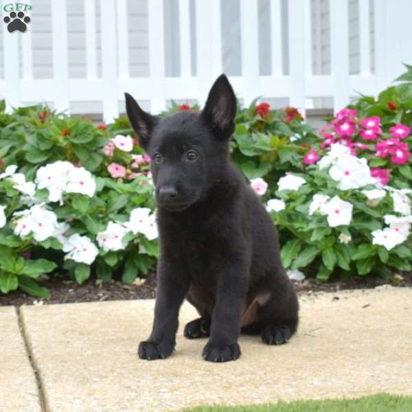 Moose, German Shepherd Puppy