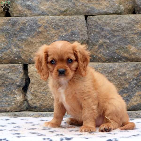 Morris, Cavalier King Charles Spaniel Puppy