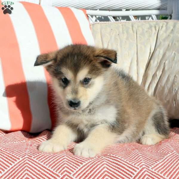 Morris, Alaskan Malamute Puppy