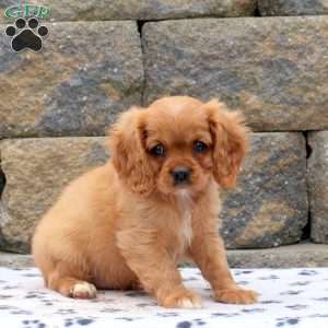 Morris, Cavalier King Charles Spaniel Puppy