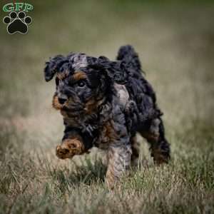 Mose, Cavapoo Puppy