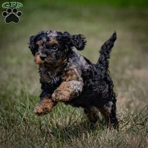 Mose, Cavapoo Puppy