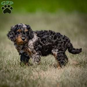 Mose, Cavapoo Puppy