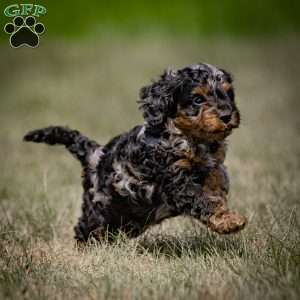 Mose, Cavapoo Puppy