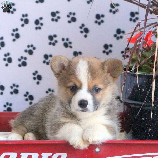 Moses, Pembroke Welsh Corgi Puppy