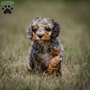 Moxie, Cavapoo Puppy