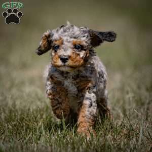 Moxie, Cavapoo Puppy