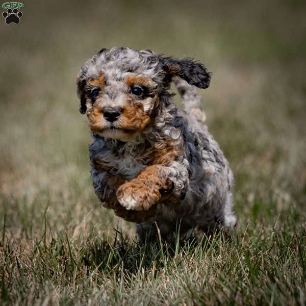 Moxie, Cavapoo Puppy