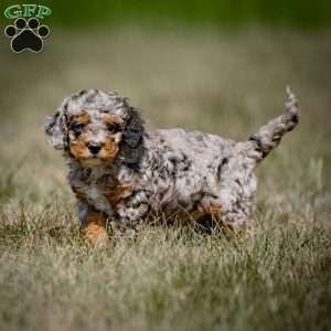 Moxie, Cavapoo Puppy