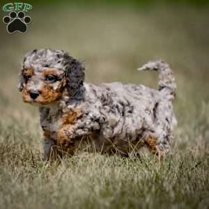 Moxie, Cavapoo Puppy