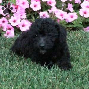 Toy Poodle Mix Puppies For Sale | Greenfield Puppies